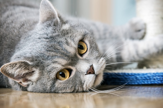 Gato britânico de olhos brincando