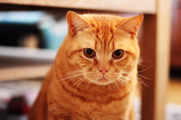 Foto gato britânico de pelo curto