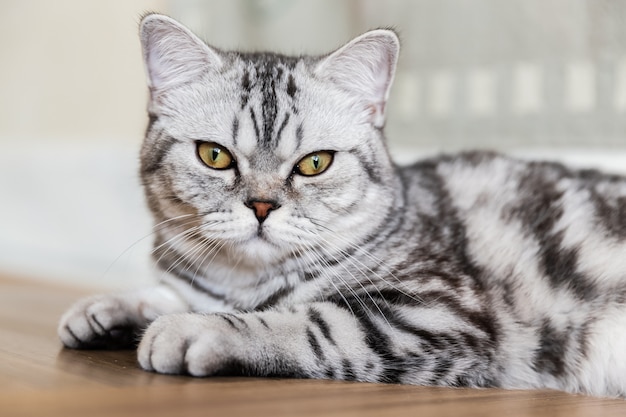 Gato britânico de shorthair que encontra-se e que olha a câmera. retrato do gato de gato malhado cinzento. espaço da cópia