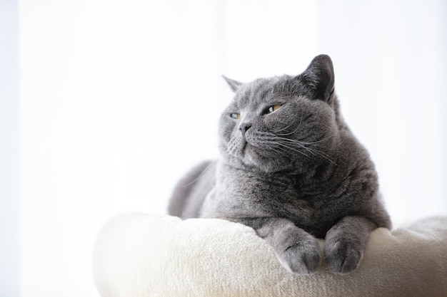 Gato britânico deitado relaxado sorrindo