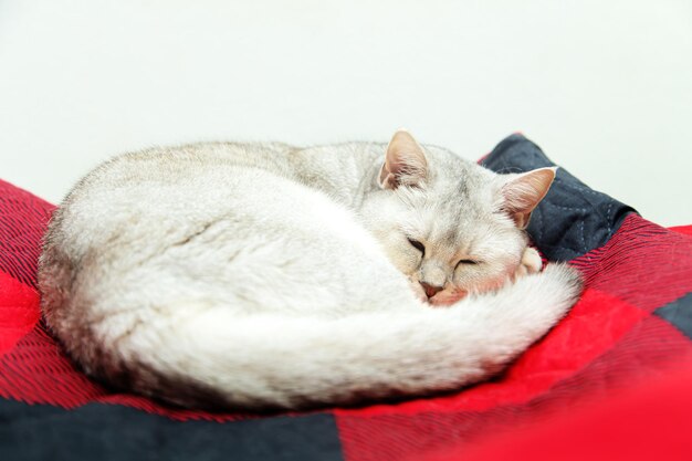 Gato britânico dorme sobre um cobertor vermelho. Resto do animal.