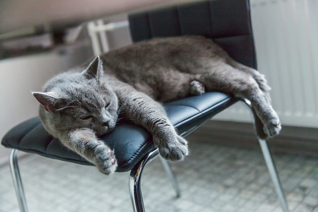 Gato británico durmiendo en una silla moderna negra interior en casa