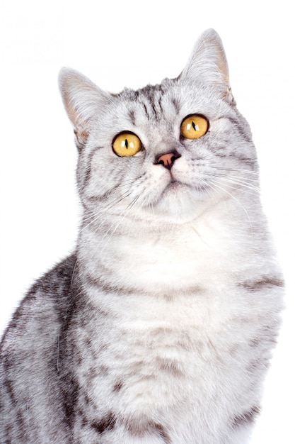 Foto gato britânico em branco