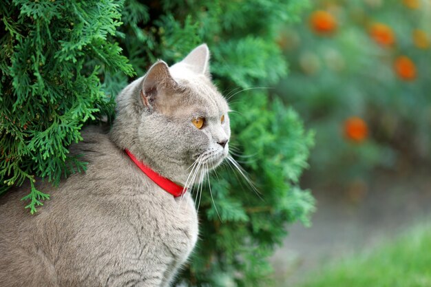 Gato britânico em fundo de grama