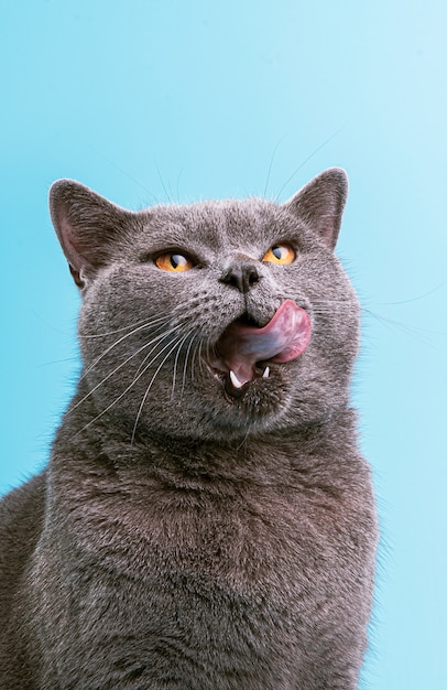 Gato britânico em uma superfície azul lambe e mostra a língua