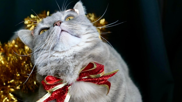 Gato britânico escocês de estimação para o novo ano 2022 Natal com óculos fechado Um animal cinza legal celebra os feriados