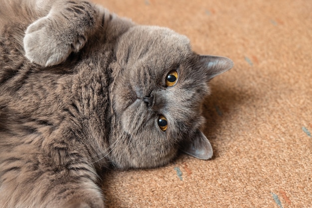 Gato británico esponjoso gordo tirado en el suelo