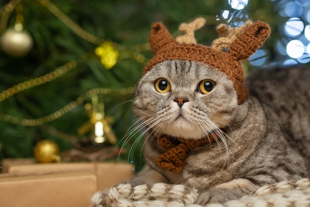 Gato britânico fofo com chapéu e chifres de veado Rudolph