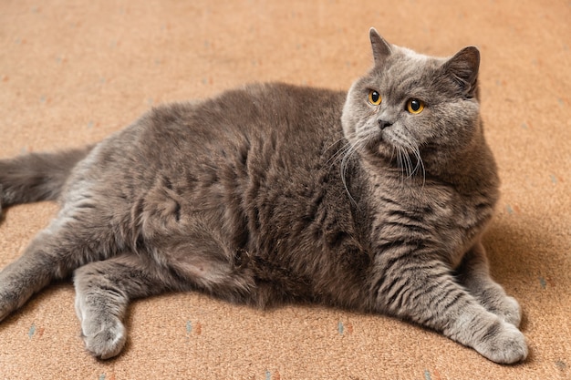 Gato britânico fofo e gordo deitado no chão