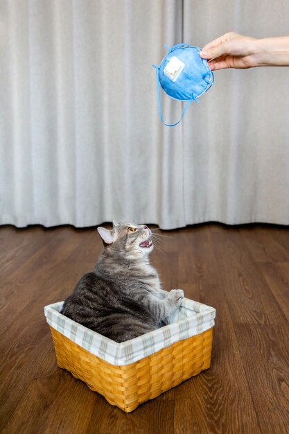 Gato britânico gordo sentado em uma cesta de vime olhando para as mãos da máscara protetora Isolamento e quarentena