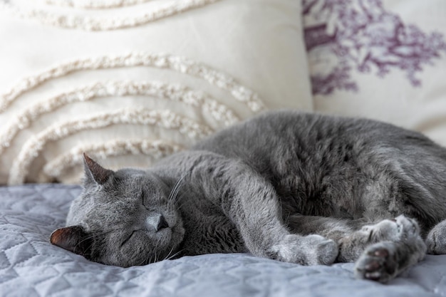 Un gato británico grande y hermoso adulto duerme en una cama con almohadas.