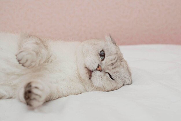 Un gato británico con grandes ojos azules en el interior de una casa. Un gato gris gris doméstico duerme en la cama. Imagen para clínicas veterinarias, sitios web sobre gatos. Día mundial del gato.