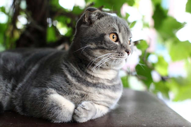 Gato británico gris grande al aire libre