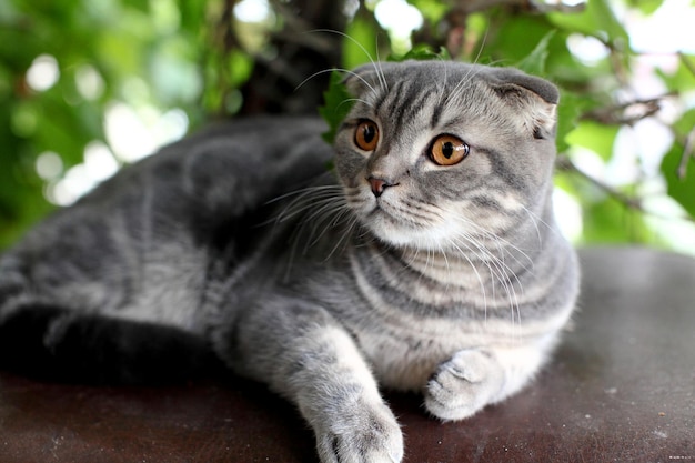 Gato británico gris grande al aire libre