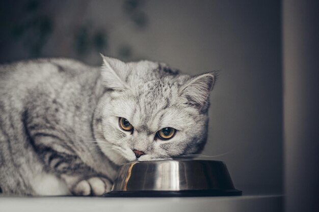 Gato británico gris hambriento sentado al lado de un cuenco de comida en la cocina de casa y mirando a la cámara x A