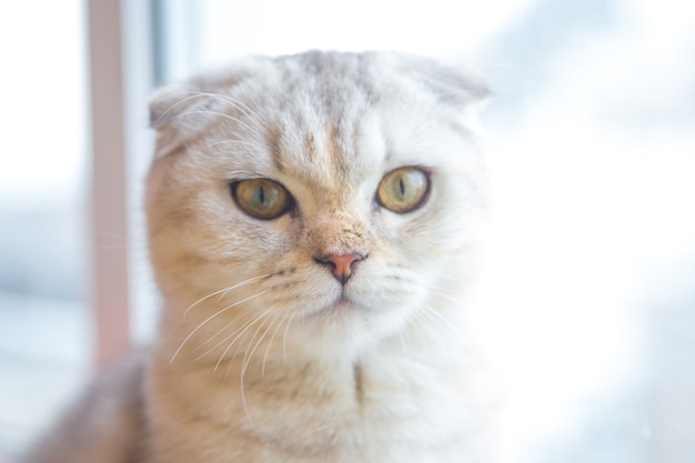 Un gato británico ligero con rayas marrones se sienta en el alféizar de la ventana y mira a la cámara de alta calidad ...