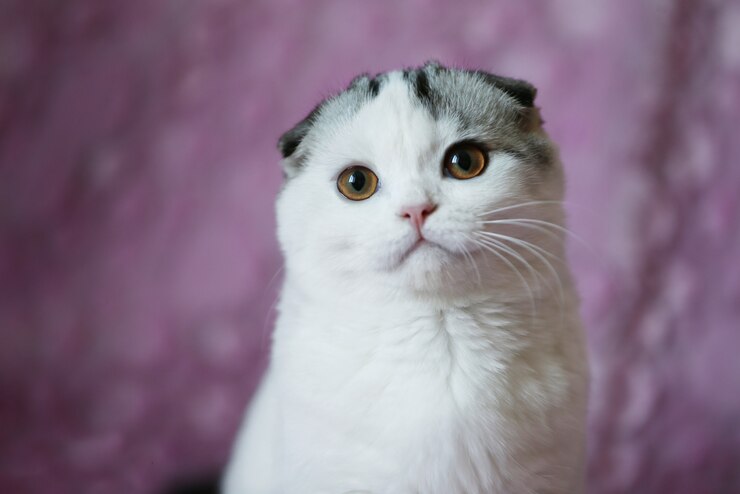 Foto gato britânico, listrado com olhos amarelos. retrato de um gato. focinho de berço. um gato lindo. irmãos mais jovens. o animal de estimação mais popular