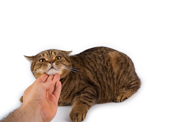 Gato britânico malhado marrom listrado isolado no fundo branco