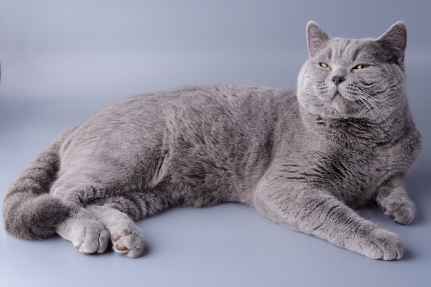 El gato británico miente