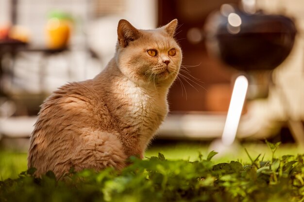 Gato britânico na grama verde