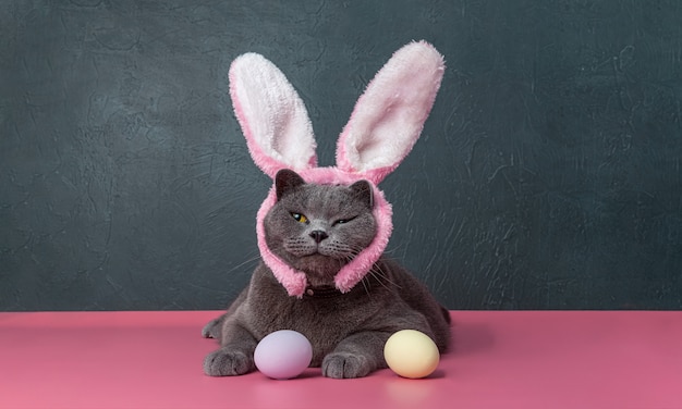 Gato británico con orejas de conejo y huevos de pascua