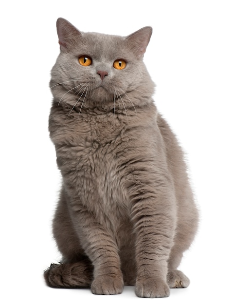 Gato británico de pelo corto, 18 meses. Retrato de gato aislado