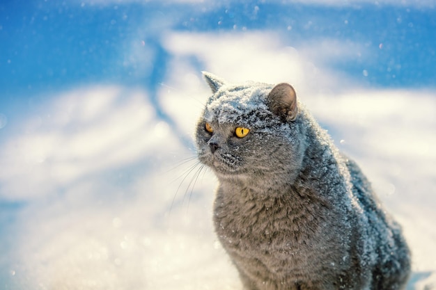 Gato británico de pelo corto azul sentado al aire libre en invierno