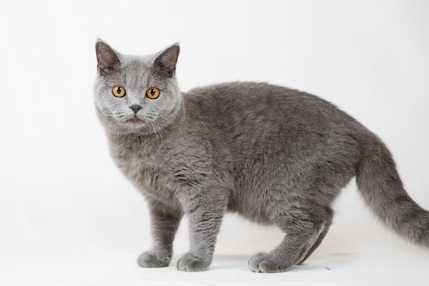 Gato británico de pelo corto en blanco