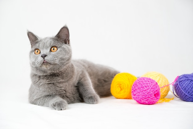 Gato británico de pelo corto en blanco