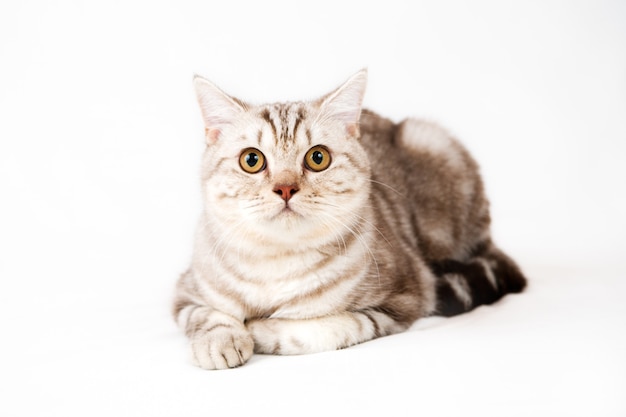 Gato británico de pelo corto en blanco