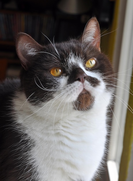 Gato británico de pelo corto con brillantes ojos amarillos