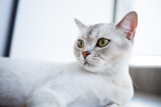 Gato británico de pelo corto de color gris. Gato doméstico yace en el suelo