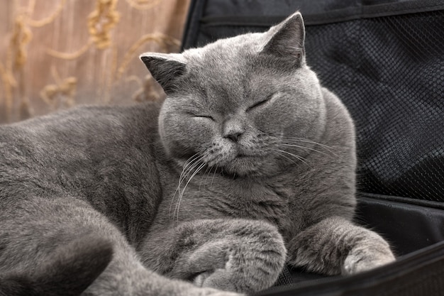 Gato británico de pelo corto durmiendo en un maletín para portátil