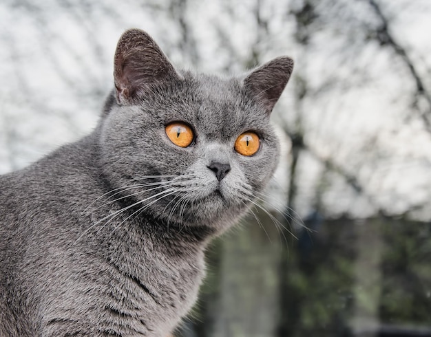 Foto gato británico de pelo corto gato doméstico gato castrado