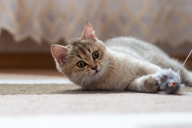 Gato británico de pelo corto Golden Chinchilla