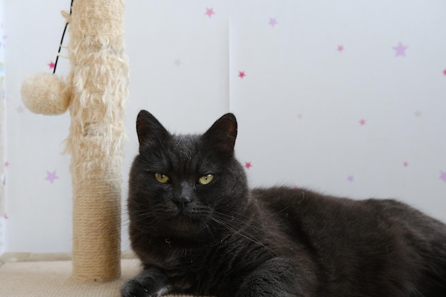 Gato británico de pelo corto gris con poste de cuerda biege con pelota