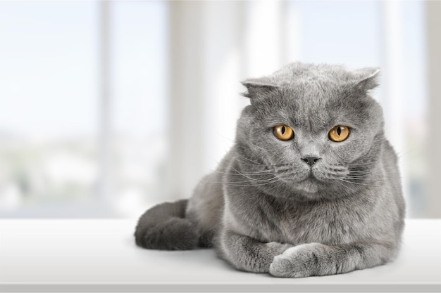 Gato británico de pelo corto mirando a la cámara