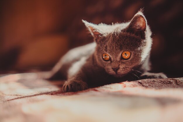 Foto gato británico de pelo corto con ojos naranjas tendido en la cama en casa