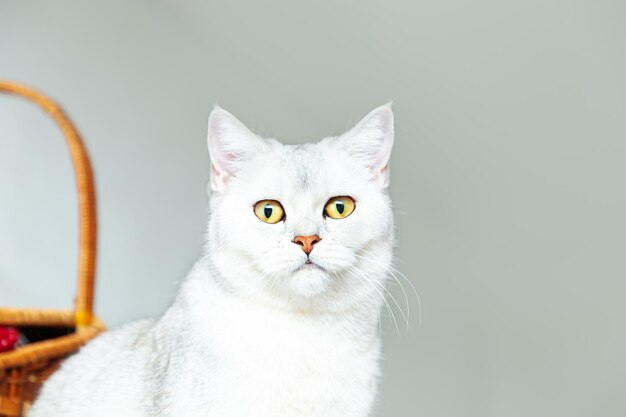 Gato británico de pelo corto plateado con cesta. Fondo claro, copie el espacio.