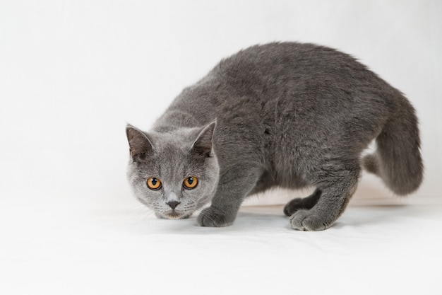 Gato británico de pelo corto. Retrato de mascota