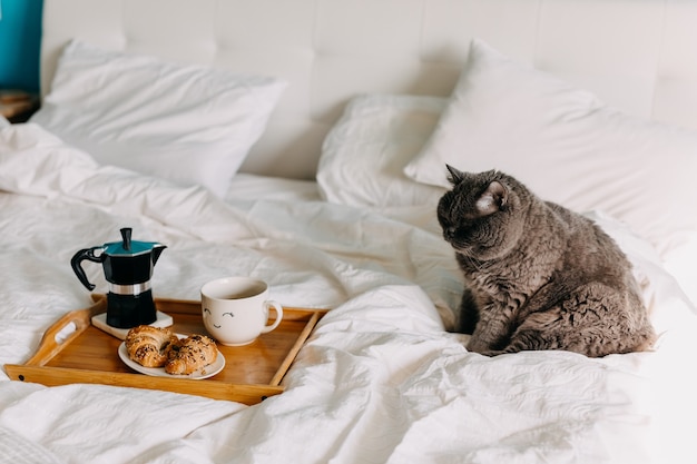 Gato británico de pelo corto sentado en la cama junto a una bandeja de madera con croissants y una taza de café