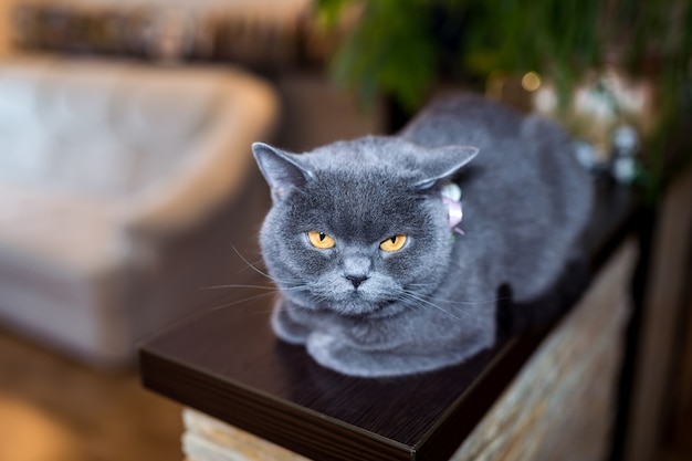 Gato británico de pelo corto, sentado sobre una plataforma de madera