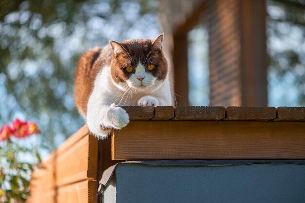 Gato británico de pelo corto serio con ojos amarillos acostado en la terraza de madera de la casa