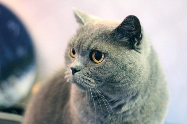 Foto gato británico de pelo corto