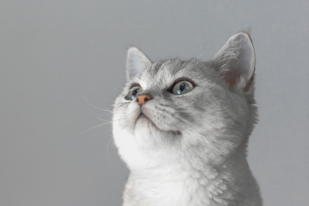 Gato británico de pelo corto