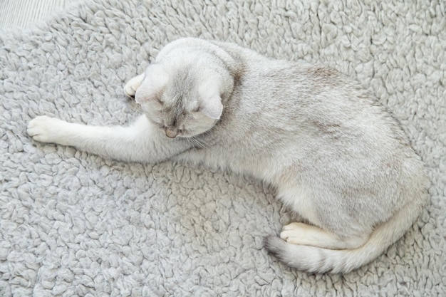 El gato británico plateado se encuentra en la alfombra