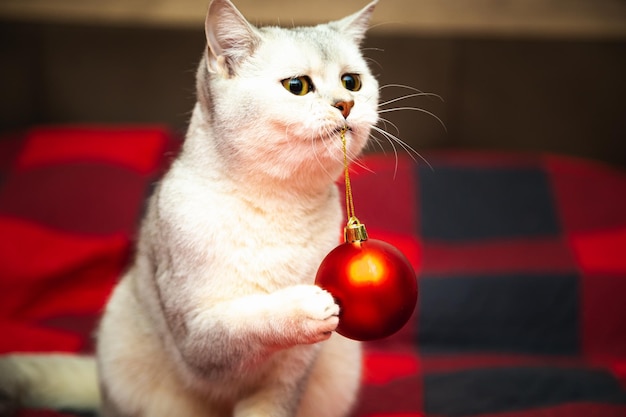 Gato británico plateado juega con una bola de Navidad