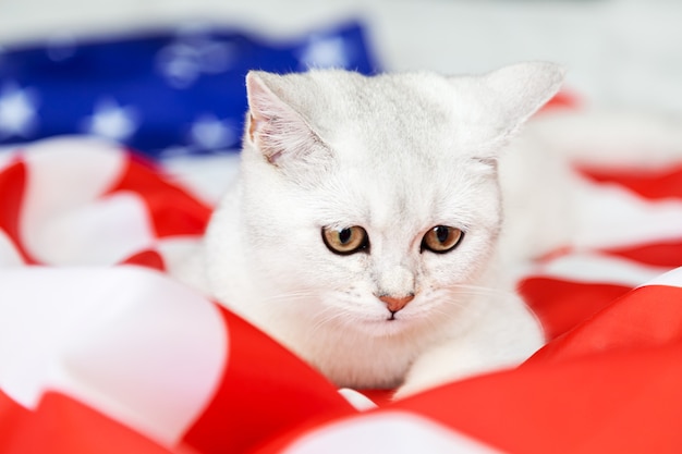 El gato británico plateado yace sobre la bandera estadounidense. Gato patriótico. Símbolo de Estados Unidos. Esperando el Día de la Independencia.
