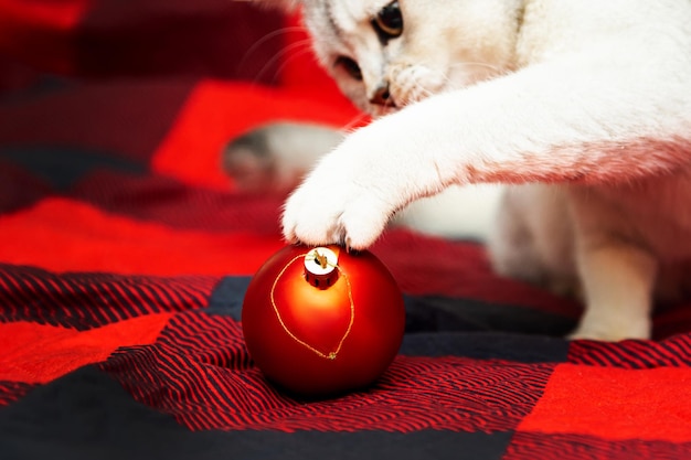 Gato britânico prateado brinca com uma bola de Natal