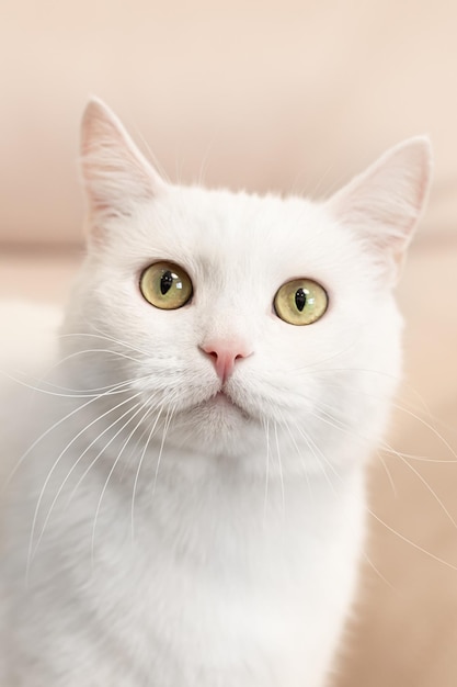 Un gato británico de pura raza Retrato Temas de animales Mascotas